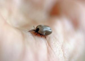 В Кировоградской области из-за аномального тепла проснулись клещи