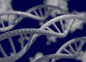 Генетики нашли участки ДНК, позволяющие отращивать потерянные конечности