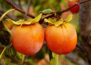 Медики назвали ягоду, которая полезна для здоровья сердца, печени и ЖКТ