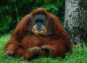 Биологи расшифровали язык орангутангов