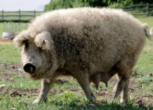 В Польше огромные свиньи съели своего хозяина: детали жуткой истории