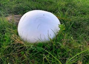 В Украине нашли гигантский гриб (фото)