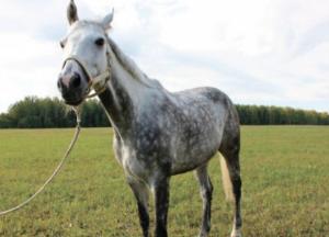 Тело было привязано к лошади: на Харьковщине нашли мертвую школьницу