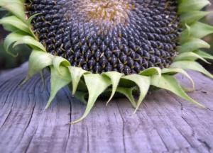 Медики рассказали, как подсолнечные семечки могут навредить здоровью