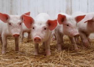 В Германии разведут свиней для пересадки сердца людям