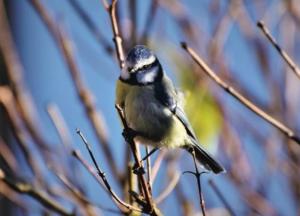 Прогноз погоды на 13 января: в Украине ожидается сильный ветер и плюсовая температура