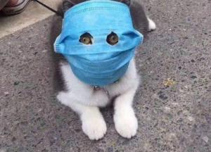 Животные и коронавирус: в Минздраве сделали важное заявление