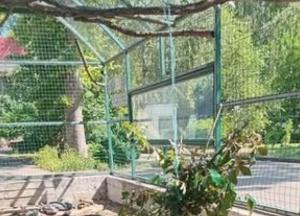 Миколаївський зоопарк закликає допомогти з кормом для черепах: потрібні гілки фруктових дерев
