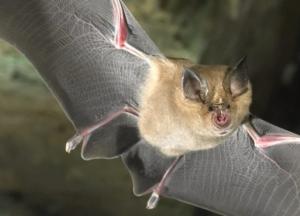 У летучих мышей в Британии обнаружили вирус, родственный SARS-CoV-2