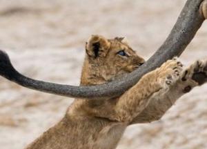 Названо самое смешное фото года 