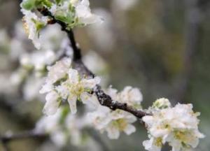 Прогноз погоды на 14 апреля: в Украине похолодает, местами пройдет мокрый снег