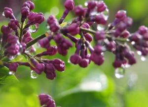 В Украину идут дожди и грозы