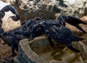 Обнаружены останки гигантских морских скорпионов 
