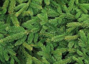 Ученые выяснили, почему елки всегда остаются зелеными