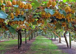 Медики рассказали о полезных свойствах киви