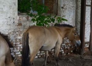 Netflix показал, как возродилась природа в Чернобыле (уникальные кадры)