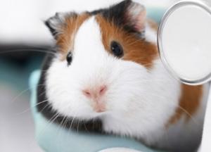 Ученые доказали эффективность антител к COVID-19 на хомяках