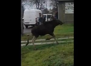 В Сокале дикий лось бегал по городу (видео)