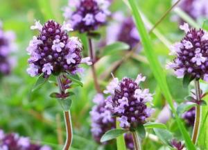 Медики назвали лечебные свойства чабреца