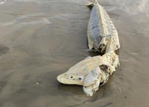 К побережью прибило редчайшую доисторическую рыбу