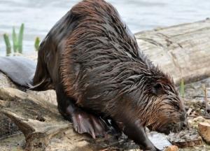 Бобры оставили без света село под Киевом