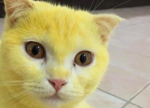 Жительница Таиланда "залечила" кошку до желтой шерсти (фото)