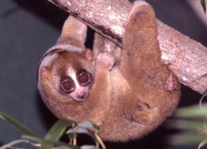 Ученые объяснили, почему кошки у людей вызывают аллергию