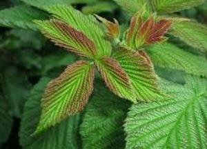 Эксперты рассказали о полезных свойствах листьев малины