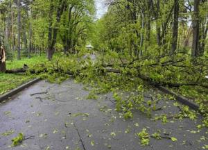 У Києві негода повалила понад 300 дерев: комунальники працюють у посиленому режимі
