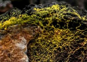 Ученые показали существо, имеющее 720 полов (фото)