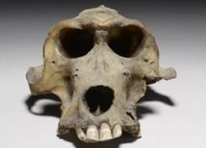 Ученые обнаружили 3300-летний артефакт из «Земли богов»