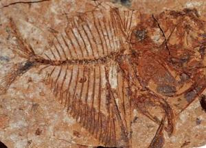 Ученые нашли окаменелости рыб, которым 56 млн лет