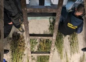 В Киеве разоблачили две нарколаборатории, в которых изготавливали амфетамин и выращивали каннабис (фото)