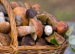 Диетологи развенчали популярные мифы о пользе грибов