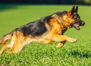 Овчарка сорвала скальп 10-летнему мальчику на глазах у мамы 