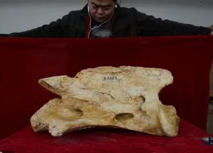 В Китае нашли останки предка носорога: гигант жил 26 миллионов лет назад
