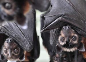 У летучих мышей нашли способность предсказывать будущее