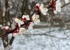 В Україну знову йдуть заморозки та сильні пориви вітру