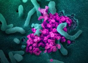 Ученые выяснили причины появления вирусов