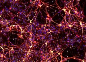 Ученым удалось обратить вспять процесс старения стволовых клеток