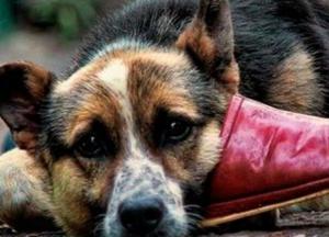 Зеленский подписал ужесточение ответственности за жестокое обращение с животными