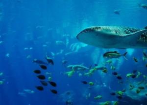 Ученые обнаружили зубы на глазах китовых акул
