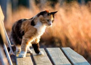 Прогноз погоды на 24 февраля: жители Западной Украины будут наслаждаться теплом