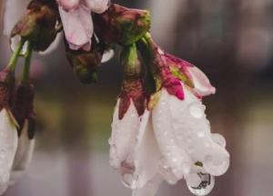 Прогноз погоды на 7 мая: атмосферный фронт принесет дожди в большинство областей