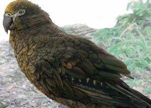 В Новой Зеландии нашли метрового ископаемого попугая