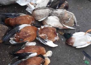 В заповеднике Аскания-Нова снова погибли птицы