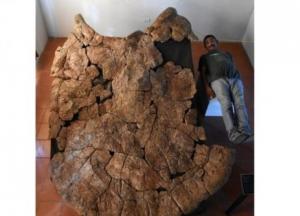 Обнаружены останки гигантской черепахи размером с автомобиль