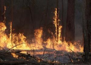 Рада ужесточила ответственность за сожжение леса: появятся новые штрафы