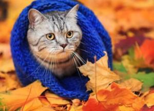 Прогноз погоды на 1 ноября: будет холодно, но солнечно (карта)