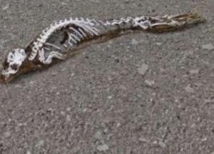 В Антарктиде нашли скелет неизвестного существа (фото, видео)